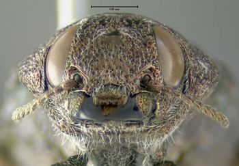 Media type: image;   Entomology 611733 Aspect: head frontal view